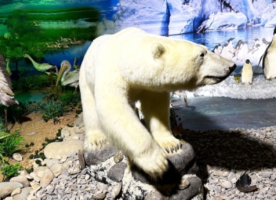 Polar bear
