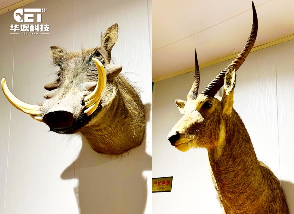 Antelope（CET-A10）